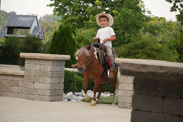 pinto-beginner-pony