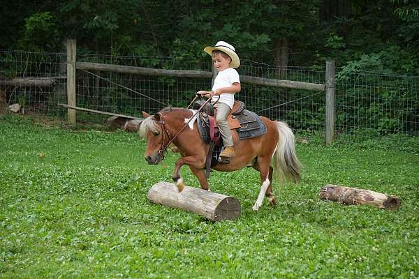 pinto-driving-pony
