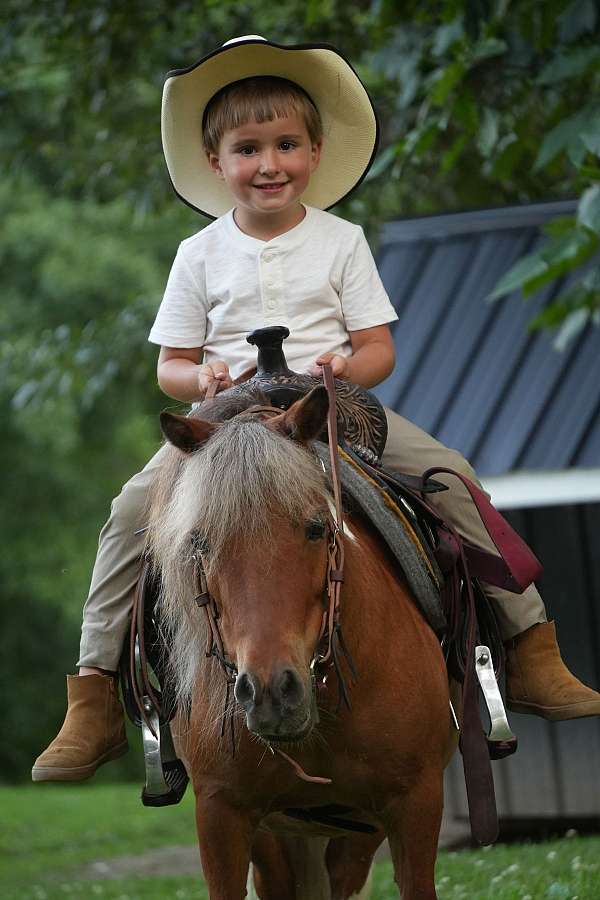 pinto-kid-safe-pony