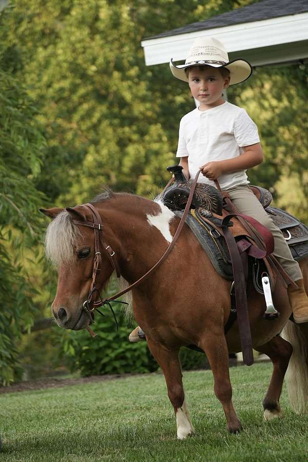 pinto-trail-pony