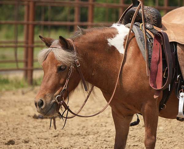 pinto-trail-riding-pony