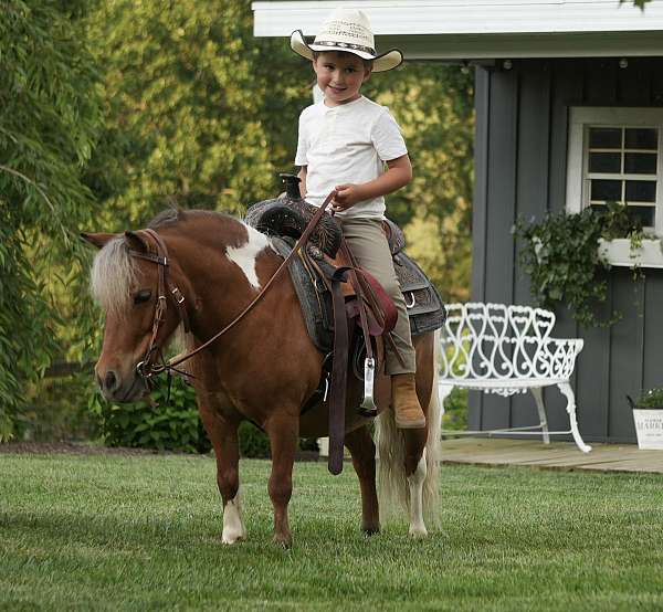 pinto-youth-pony