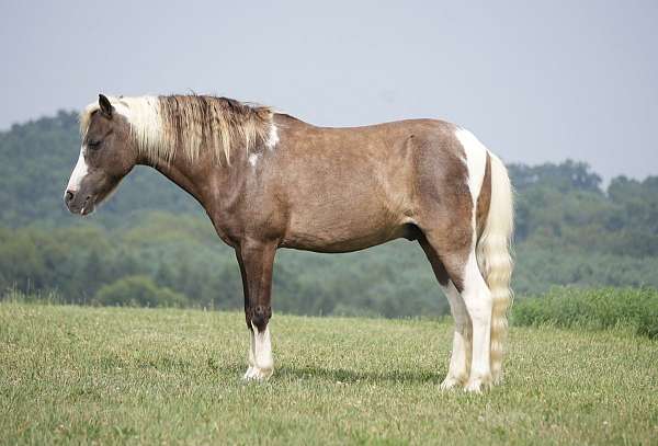 all-around-paint-pony