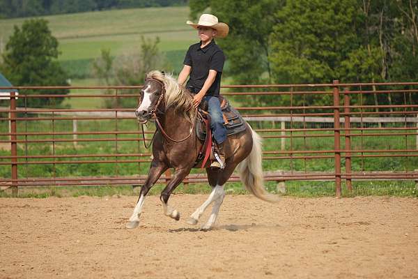 ranch-paint-pony