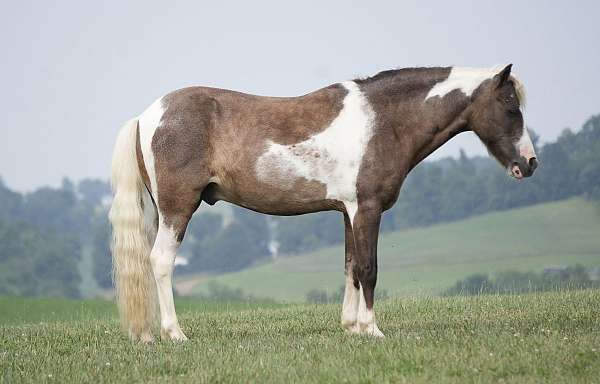 ridden-english-paint-pony