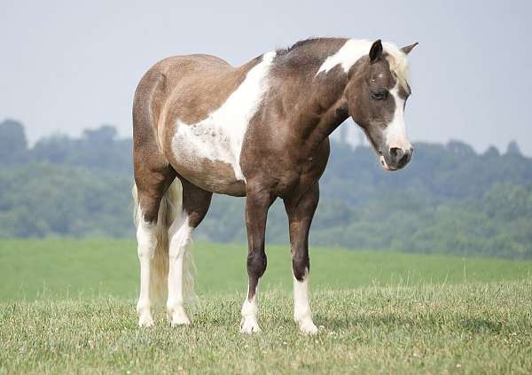roping-paint-pony