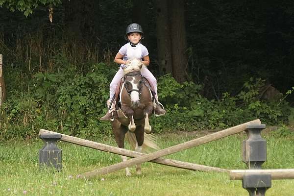 show-paint-pony