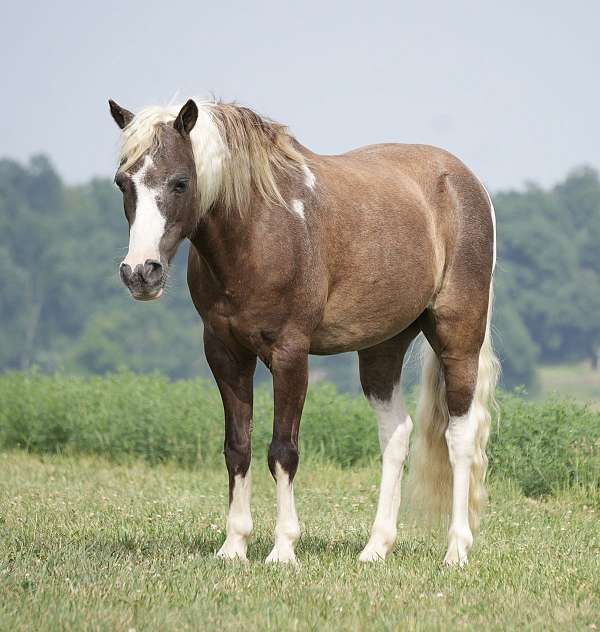 trail-paint-pony