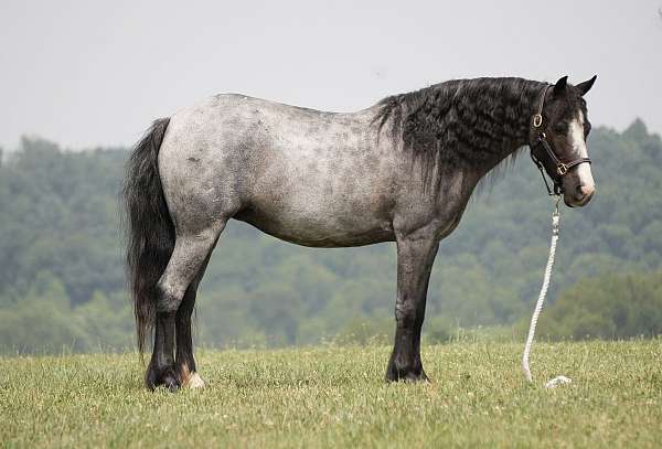 11-hand-gypsy-vanner-mare