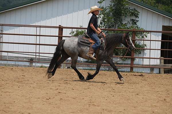 all-around-gypsy-vanner-pony