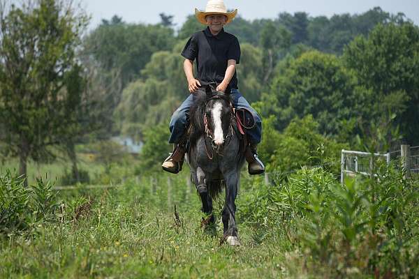 athletic-gypsy-vanner-pony