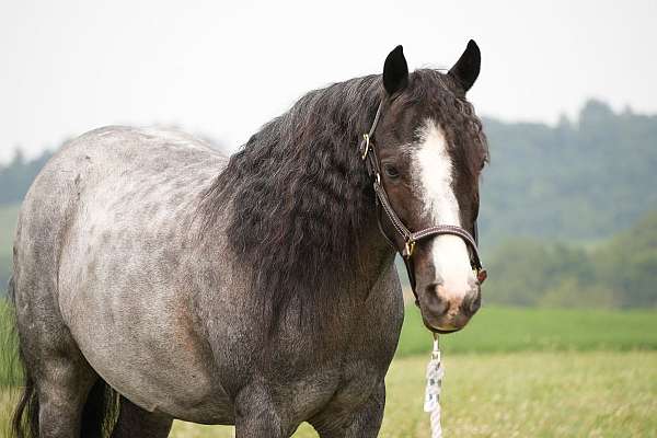 cross-gypsy-vanner-pony