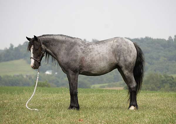 flashy-gypsy-vanner-pony