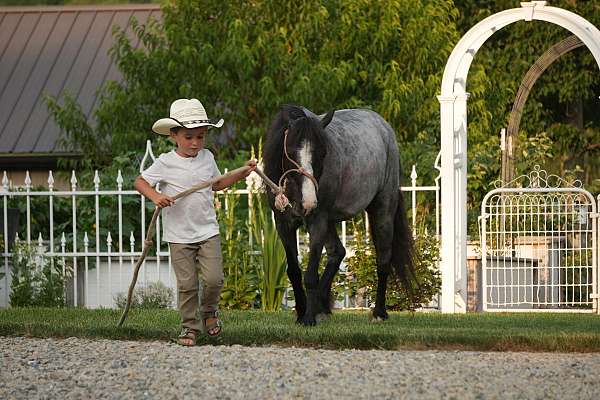 beginner-gypsy-vanner-pony