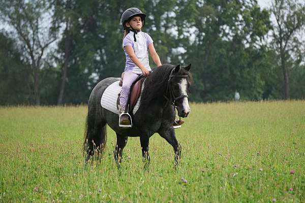 jumping-gypsy-vanner-pony