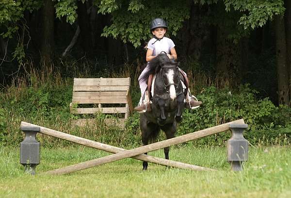 ridden-english-gypsy-vanner-pony