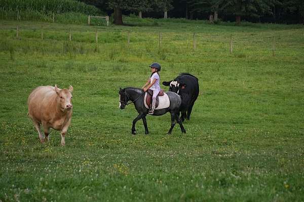 kid-safe-gypsy-vanner-pony