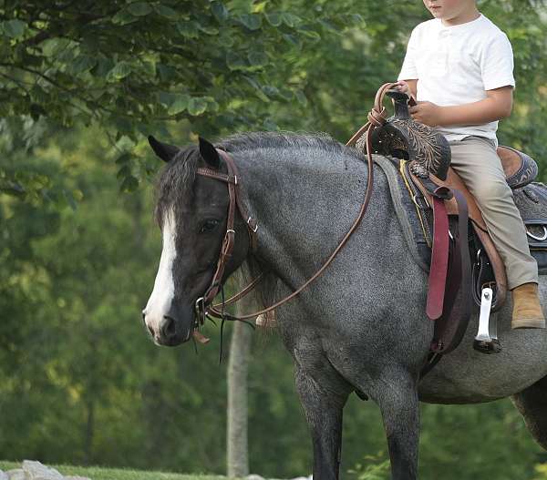 ridden-western-gypsy-vanner-pony