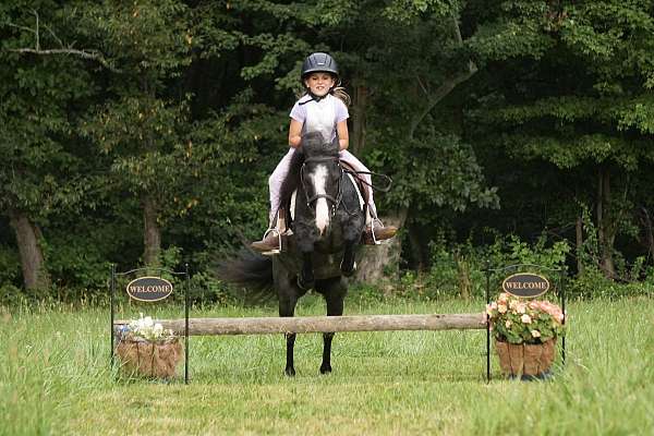 show-gypsy-vanner-pony