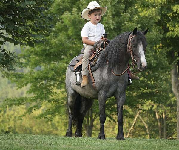 trail-gypsy-vanner-pony