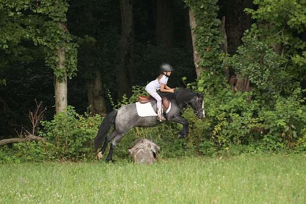 trail-riding-gypsy-vanner-pony