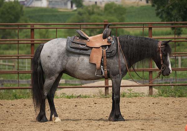 youth-gypsy-vanner-pony