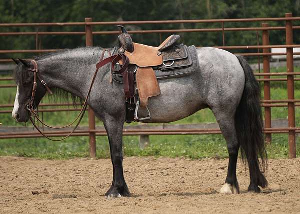 blue-roan-gypsy-vanner-mare