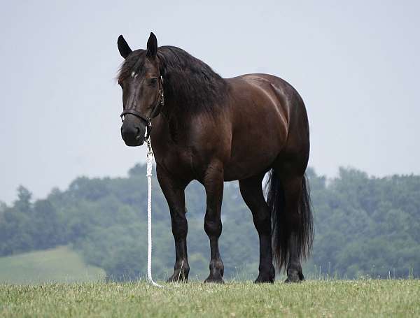 all-around-draft-horse