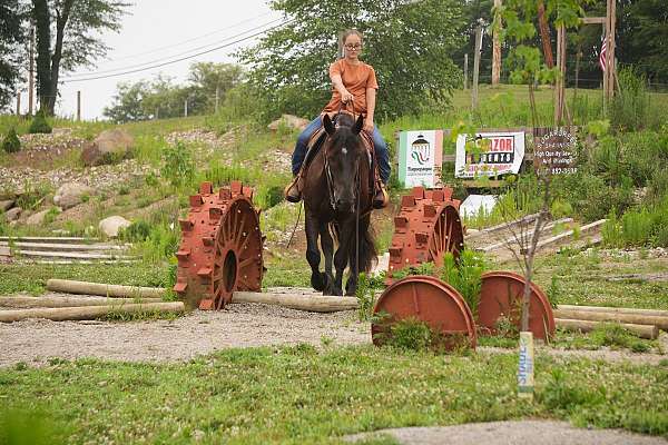 beginner-draft-horse