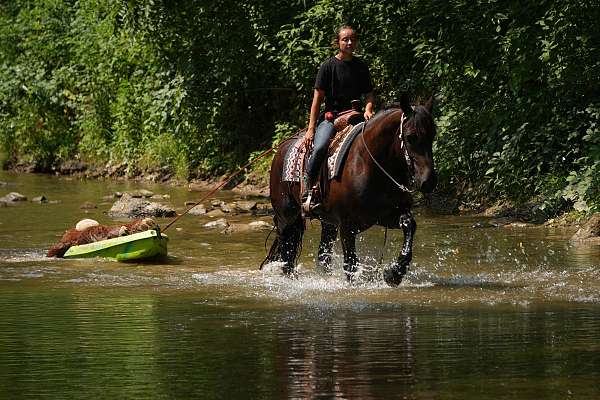 athletic-draft-horse