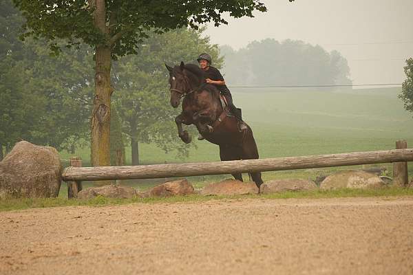 cross-draft-horse