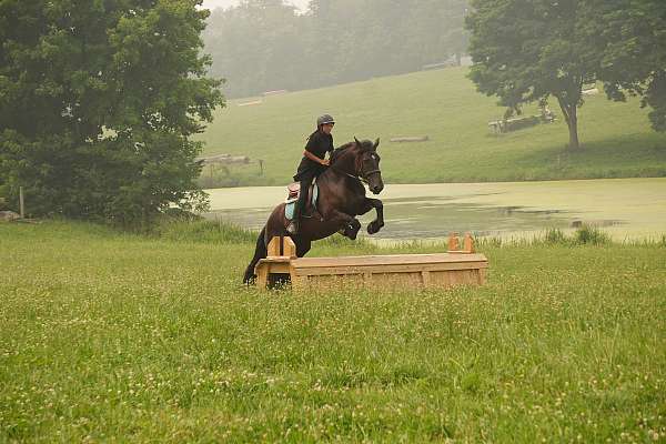 flashy-draft-horse