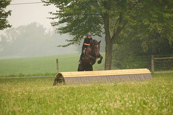 draft-horse