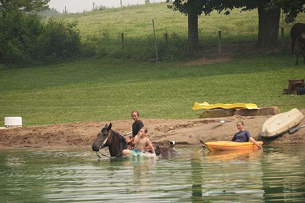 parade-draft-horse