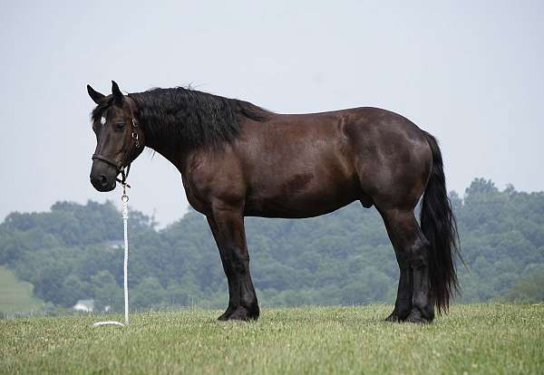 ridden-english-draft-horse