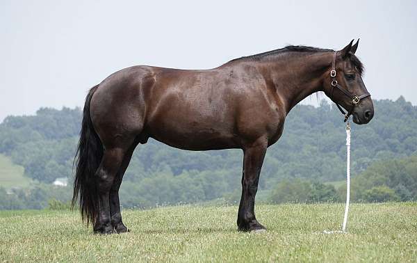 ridden-western-draft-horse