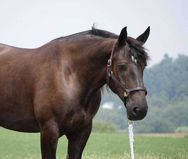 show-draft-horse