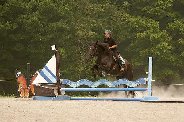 trail-draft-horse