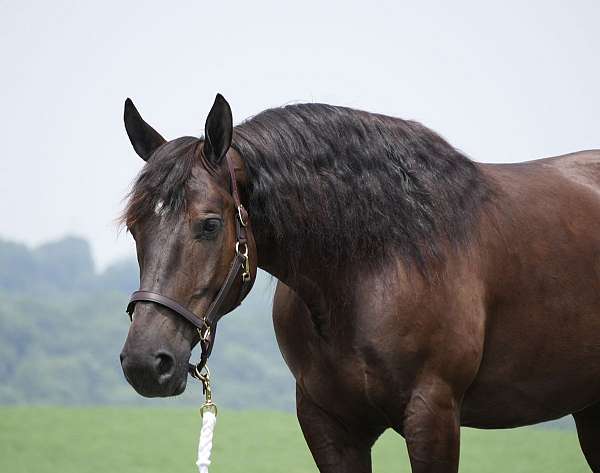 trail-riding-draft-horse