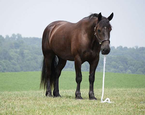 youth-draft-horse