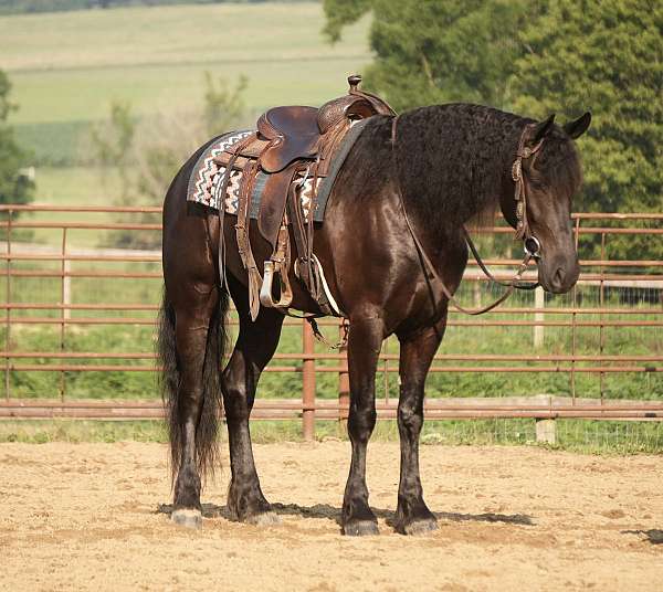 all-around-friesian-horse