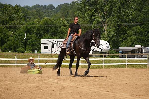 cross-friesian-horse