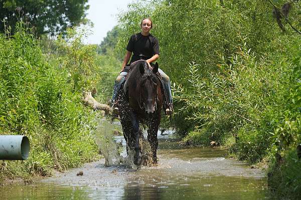 athletic-friesian-horse