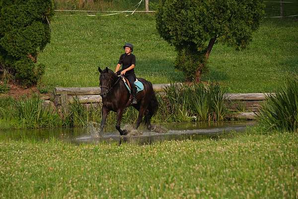 dressage-friesian-horse