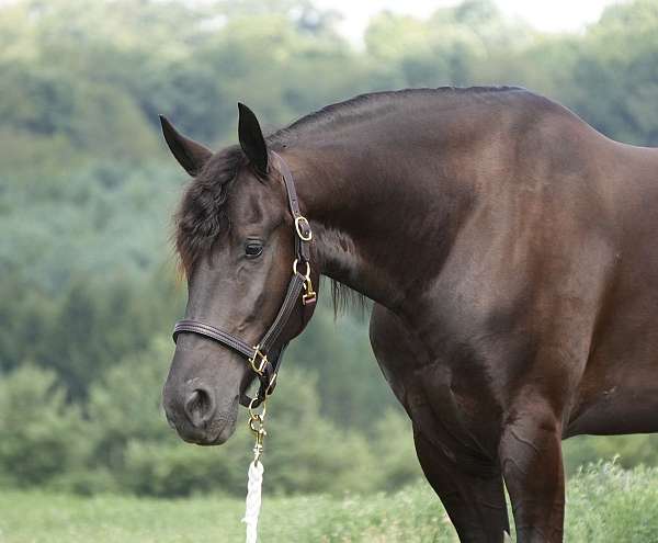 flashy-friesian-horse