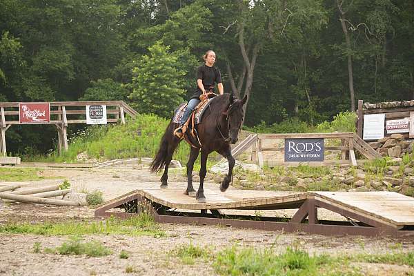 driving-friesian-horse