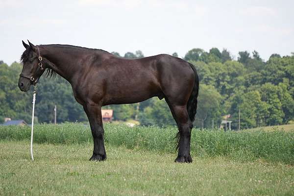 jumping-friesian-horse