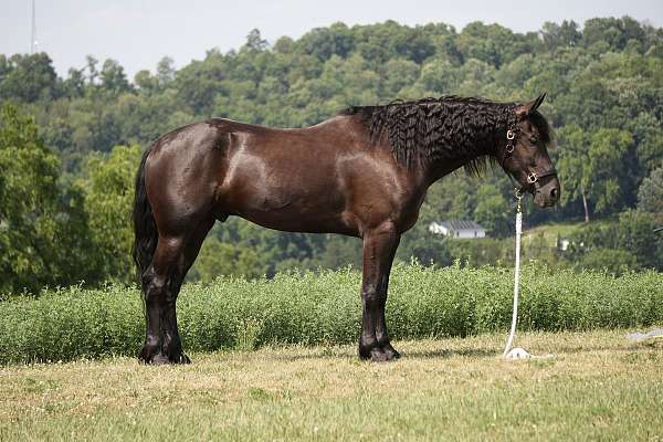 parade-friesian-horse