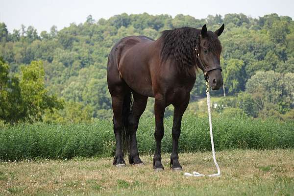 ridden-english-friesian-horse