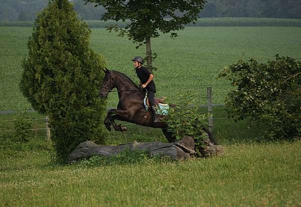 ridden-western-friesian-horse